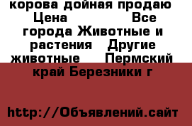 корова дойная продаю › Цена ­ 100 000 - Все города Животные и растения » Другие животные   . Пермский край,Березники г.